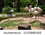 Flamingos In A Zoo In Thailand