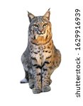 Bobcat  Lynx Rufus   Felis...