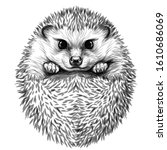 hedgehog. sketch  drawn  black... | Shutterstock .eps vector #1610686069