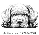 Labrador Puppy. Sticker On The...