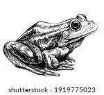 Frog. Black And White  Graphic  ...