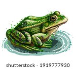 Frog. Color  Graphic  Vector...