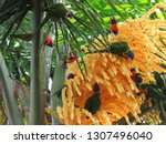 Lorikeets Eating On Cocos Palm...
