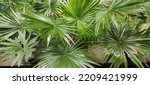 Small photo of the top of the saw palmetto leaf with a wide green serrated leaf texture
