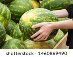 The buyer chooses a watermelon. Big watermelon in hands of the buyer. Close-up of a women's hand holds, selects a watermelon in a vetrine in a supermarket box. Theme health and natural food