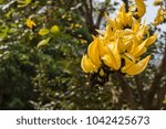 Newguinea Creeper   Yellow...