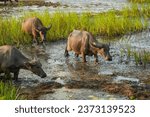 Small photo of The water buffalo (Bubalus bubalis), also called the Asiatic buffalo, domestic water buffalo or Asian water buffalo, is a large bovid originating in the Indian subcontinent and Southeast Asia.