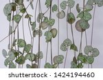 String of Hearts, Rosary Vine, Chain of Hearts, Hearts-on-a-string, sweetheart vine (Ceropegia woodii, Ceropegia linearis ssp. woodii), indoor house plant against white background