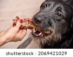 Small photo of black dog with a beard gets a treat of dried trachea. High quality photo