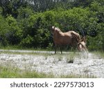 Small photo of A giddy young horse, with lots of energy, running around its mother, on Assateague Island, in Worcester County, Maryland.