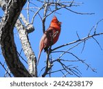 Small photo of A Northern Cardinal perched in a tree at the Edwin B. Forsythe National Wildlife Refuge, Galloway, New Jersey.