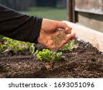 How to use organic fertilizer...