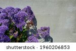 Perez's Sea Lavender Flowers In ...