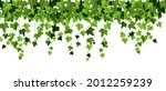 green ivy plant vector border ... | Shutterstock .eps vector #2012259239