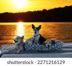 Jessie, Pearl and Star sitting on the back of the pontoon at sunset