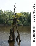 Small photo of pascagoula swamp tree