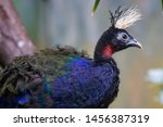Small photo of A male Congo peafowl. it is a species of peafowl native to the Congo Basin, one of three extant species of peafowl.the male's feathers are nevertheless deep blue with a metallic green and violet tinge