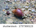 A Wild Giant African Snail ...