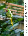 Small photo of The rose-ringed parakeet (Psittacula krameri) is a medium-sized parrot in the genus Psittacula, of the family Psittacidae. It has disjunct native ranges in Africa and South Asia.