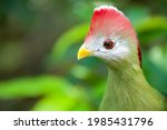 The Red Crested Turaco  Tauraco ...
