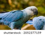 Small photo of The Spix's macaw is a macaw native to Brazil. The bird is a medium-size parrot. The IUCN regard the Spix's macaw as probably extinct in the wild. Its last known stronghold in the wild was in Brazil.