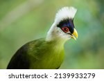 The White Crested Turaco ...