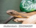 The king cobra (Ophiophagus hannah) is a large elapid endemic to forests from India through Southeast Asia. It is the world