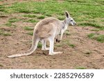 The red kangaroo  macropus...