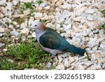 Small photo of The chestnut-naped imperial pigeon (Ducula aenea paulina) stands on ground. It is subspecies of Green imperial pigeon from Celebes Indonesia.