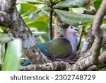 Small photo of The chestnut-naped imperial pigeon (Ducula aenea paulina) is resting in the nest. It is subspecies of Green imperial pigeon from Celebes Indonesia.