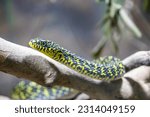 Small photo of the king ratsnake (Elaphe carinata) is a species of Colubrid snake found in Southeast and East Asia. An active, predatory snake that eats everything from beetles to birds to snakes.
