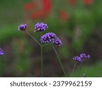 Small photo of Verbena bonariensis flowers (Argentinian Vervain or Purpletop Vervain, Clustertop Vervain, Tall Verbena, Pretty Verbena) in garden