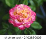 Small photo of This flower is Rose. The name of this rose is "Nicole".