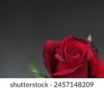 Isolated dark red rose  lower...
