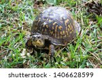 Close Up Of Box Turtle Eating A ...