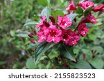 Small photo of Old-fashioned weigela is deciduous shrub, which bears profuse clusters of flowers in spring, is virtually carefree, save for a bit of pruning and watering.