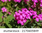 Oxalis Articulata  Known As...