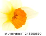A Close Up Of Narcissus Flower. ...
