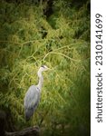 Small photo of Ashen Egret sitting on the branch in the zoo. A bird in a pond.