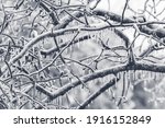 Ice covered tree limbs from an ice storm in February 2021 in Virginia. Icicles are forming from freezing rain.