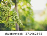 Grapes In Vine