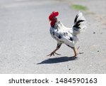 Why Did Chicken Crossed A Road