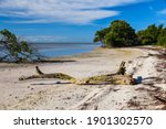 Beach scene with driftwood at Long Key State Park in the Florida Keys.