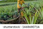 Farmer Harvesting In Pineapple...