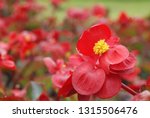 Beautiful Red Begonia Flower In ...