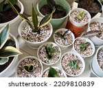 Various type of sansevieria plants. Sansevieria now included in genus Dracaena is known as snake plant, mother-in-law's tongue, devil's tongue, jinn's tongue, bow string