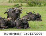 Buffalo herd resting in Massai Mara