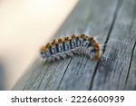 macro photo of processionary caterpillar isolated on a wooden log