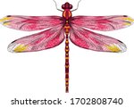 Pink Yellow Dragonfly With...