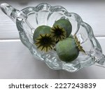 Three green poppy seed capsules lying in a small glass bowl on a white background
